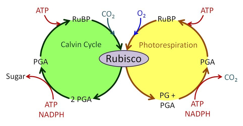 Illustration for article titled Take a minute to appreciate photosynthesis